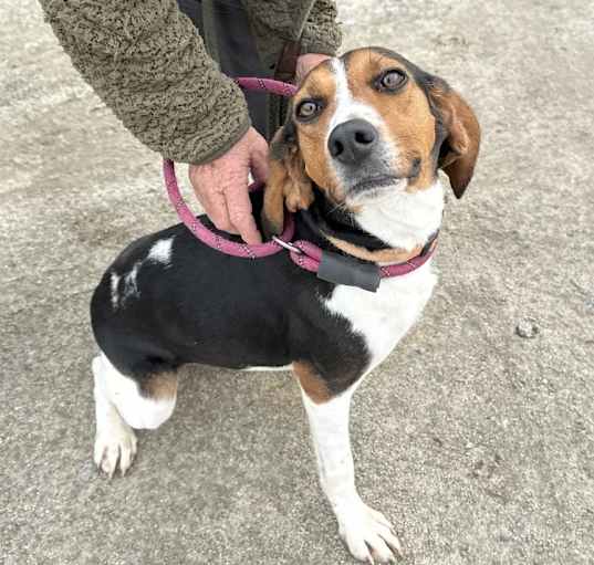 Photo of Pippa