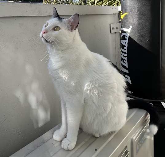 Photo of Milo and Kitty
