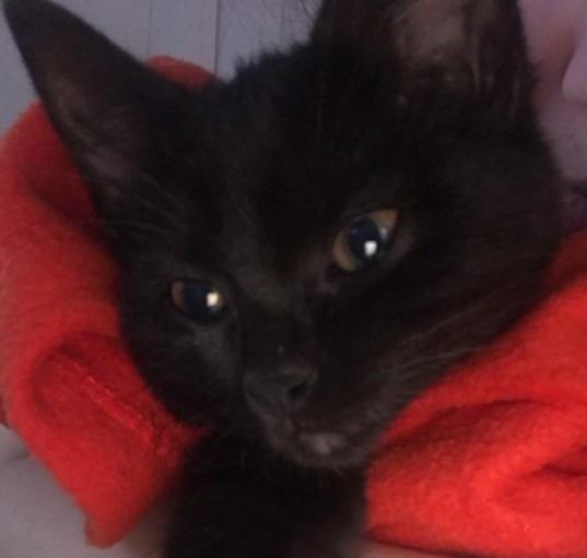 Photo of Ruby