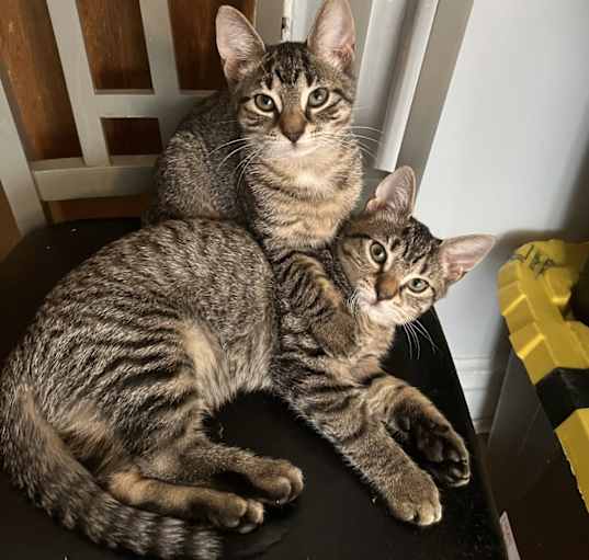 Photo of Nala and Sarabi
