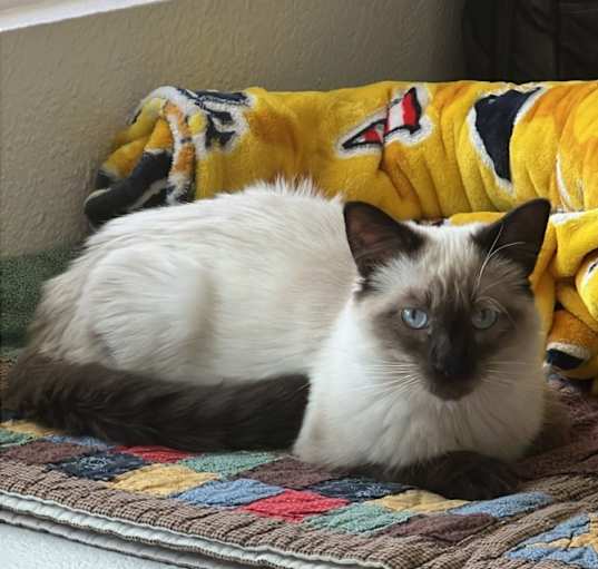 Photo of Cocoa