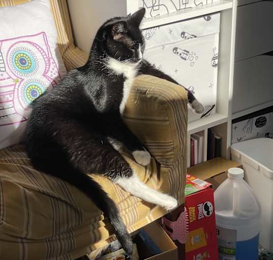 Photo of Mittens