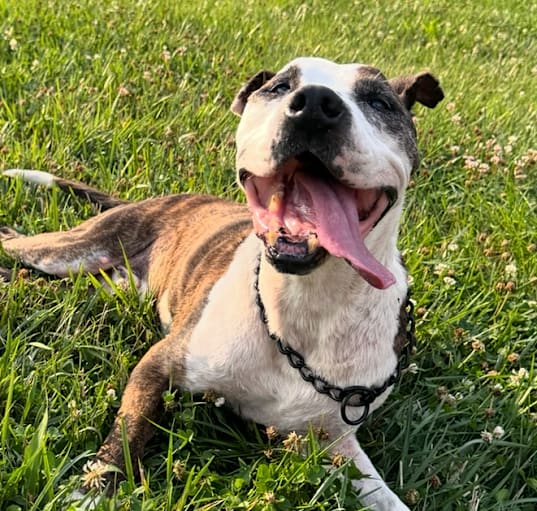 Photo of Boxer