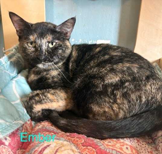 Photo of Ember