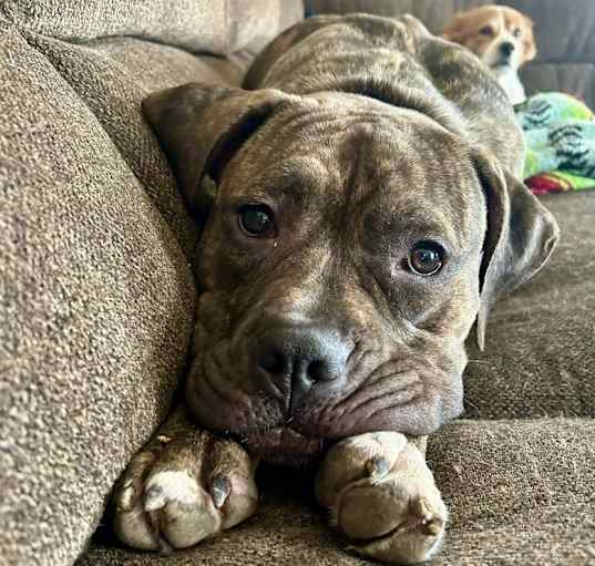 Photo of Nova