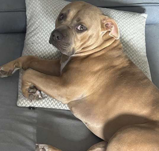 Photo of Bailey