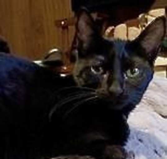 Photo of Zz Shawna ~ Courtesy