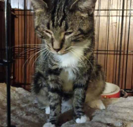 Photo of Zz Momma Millie - Courtesy