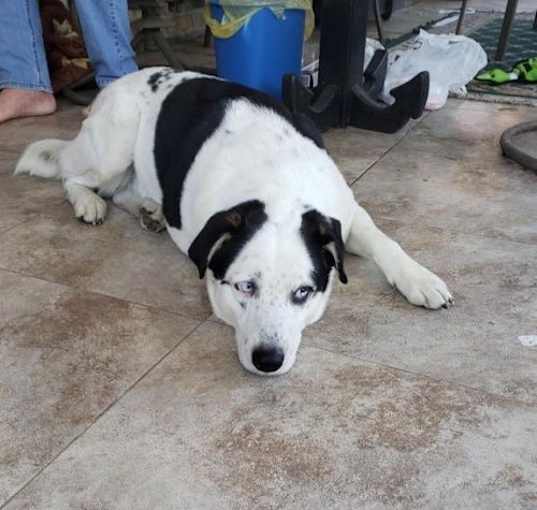Photo of Zz Pongo~Courtesy