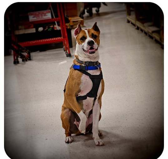 Photo of Louie