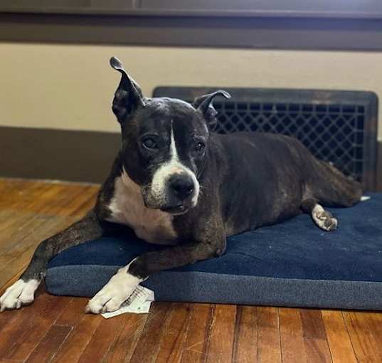 Photo of Zz Roxy~Courtesy