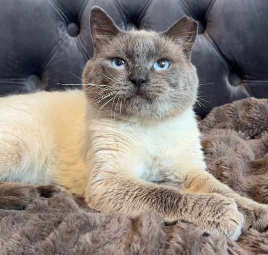 Photo of Meowgi