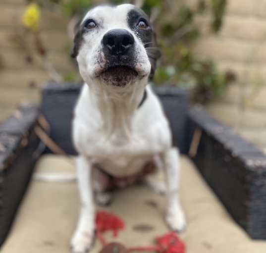 Photo of Lucy