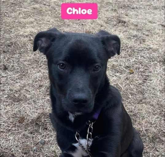 Photo of Chloe