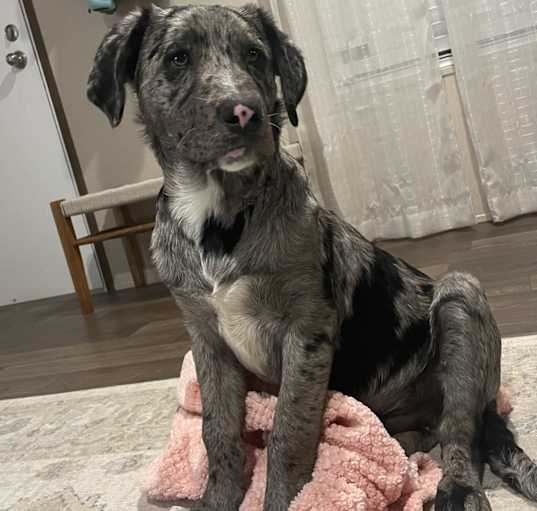 Photo of Rocky
