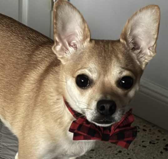 Photo of Grogu