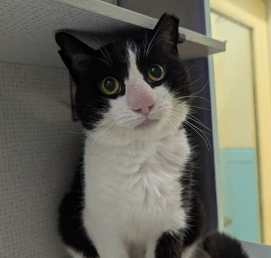 Photo of Felix