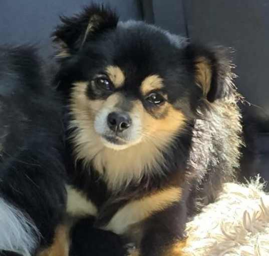 Photo of Felix