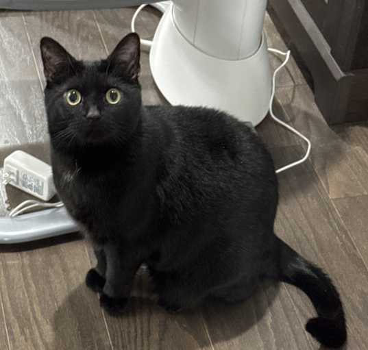 Photo of Little Kitty