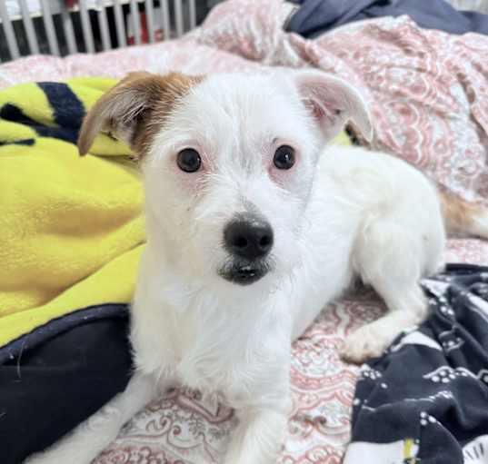 Photo of Chip