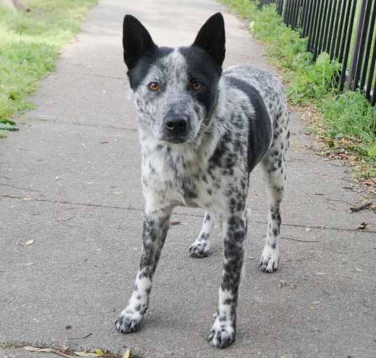 Photo of SPROCKET