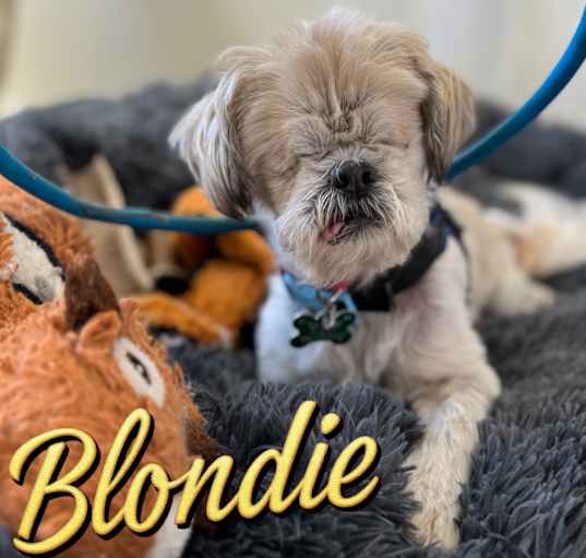 Photo of Blondie