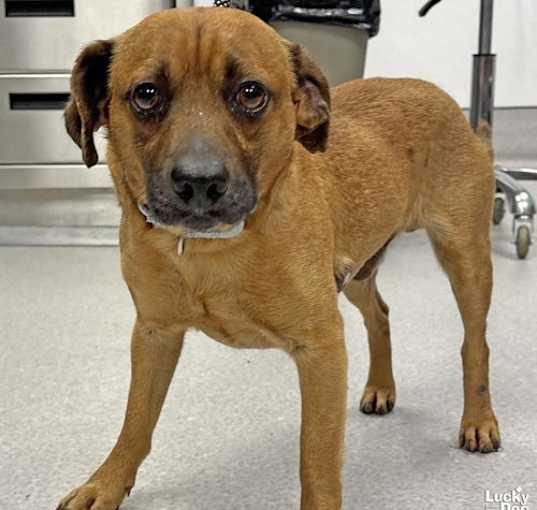 Photo of Peanut Butter