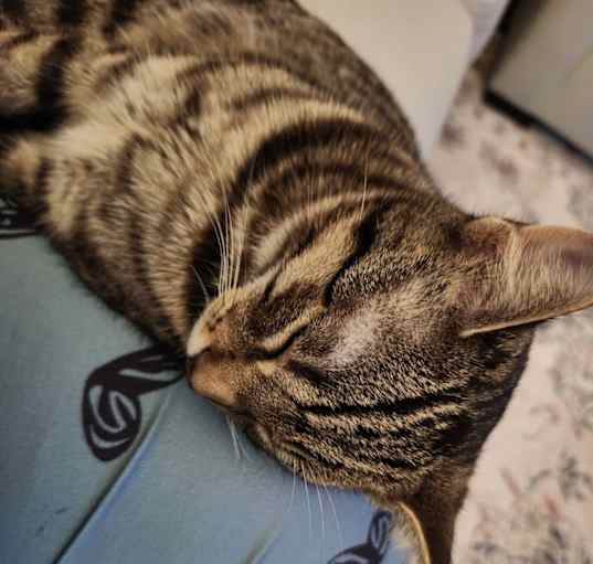 Photo of Bleu