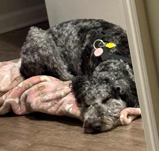 Photo of Luna