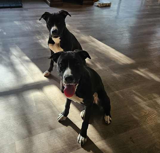 Photo of Blue and Neptune (twin sisters)