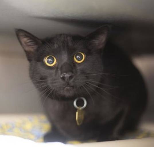 Photo of Pepper