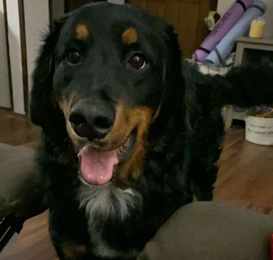 Photo of Buster
