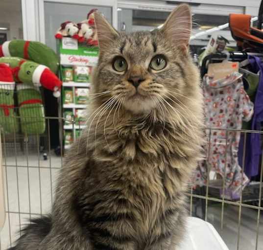 Photo of Sulley - at Petco (bonded with Georgee)