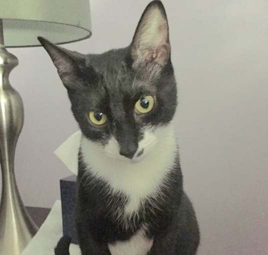 Photo of Georgee - at Petco Germantown (bonded with Sulley)