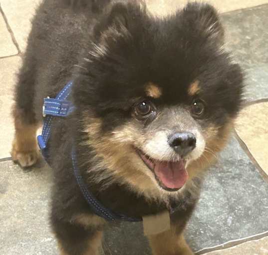 Photo of Blueberry