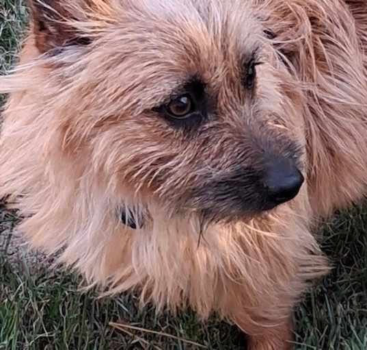 Photo of Oscar