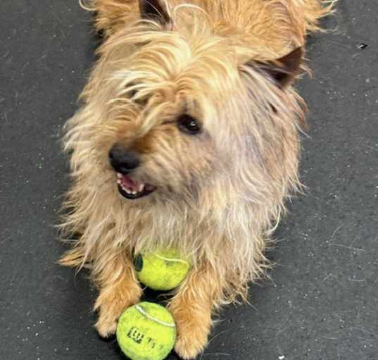 Photo of Pete-adoption pending