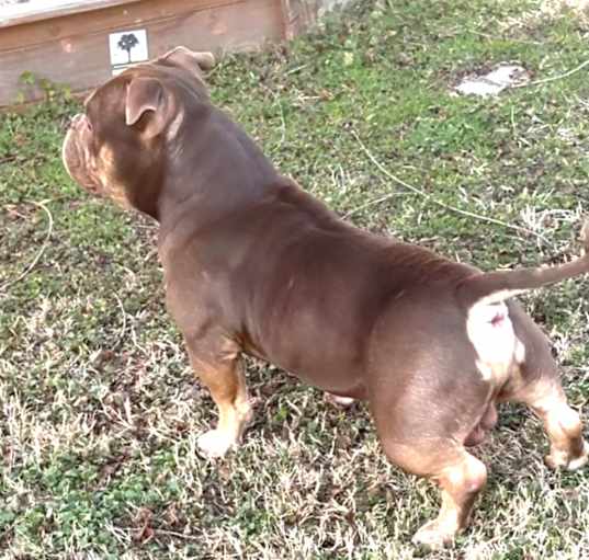 Photo of CHOPS