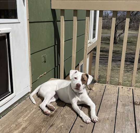 Photo of June Bug