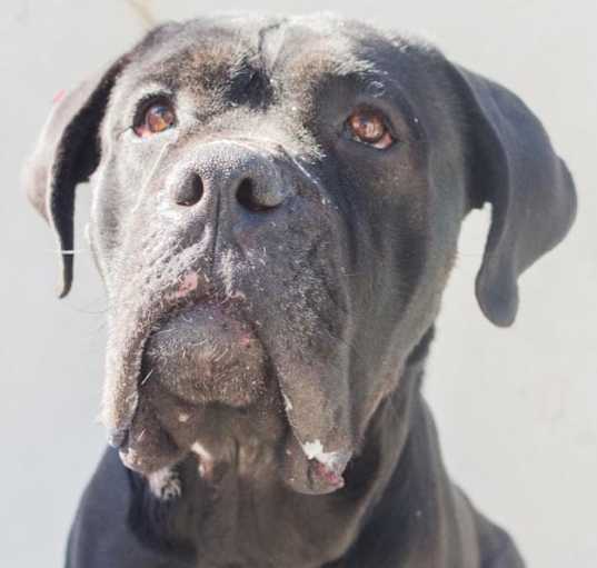 Photo of PEPPERS