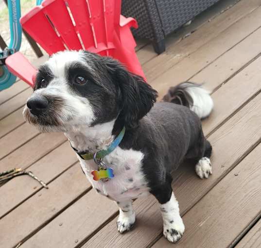 Photo of Ziggy