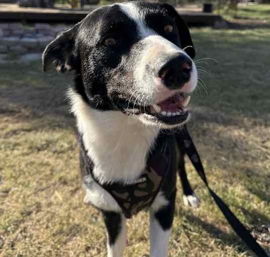 Photo of Milo