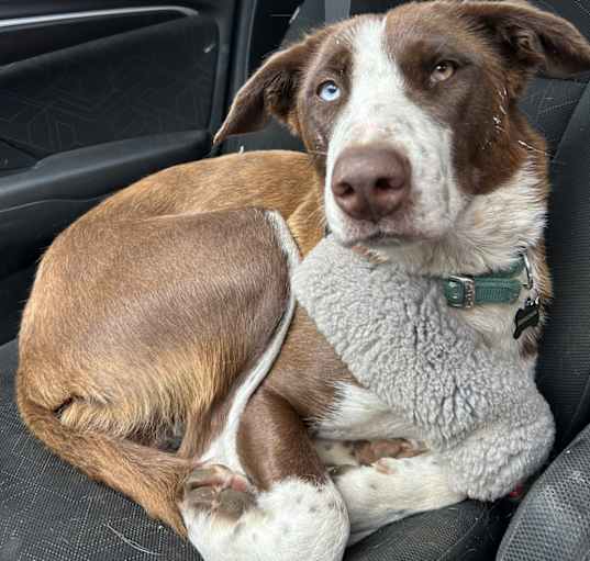 Photo of Nala