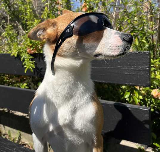 Photo of Dash