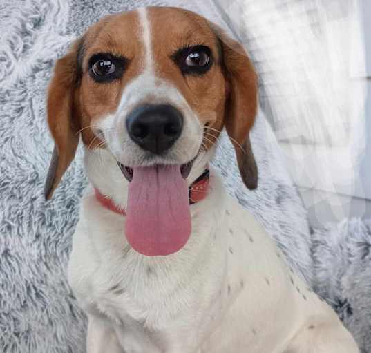 Photo of Daisy