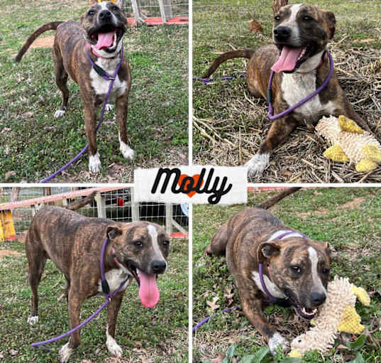 Photo of Molly