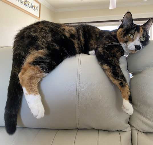 Photo of Calypso