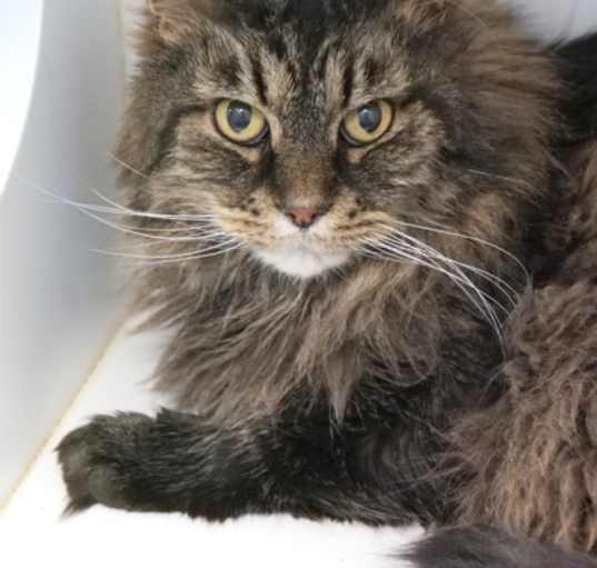 Photo of Turbo (Bonded to Maddox)
