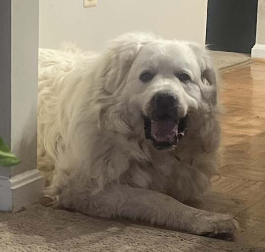 Photo of Jasper