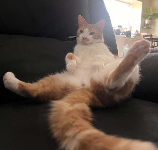 Photo of bongo
